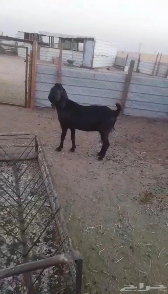 للبيع عنز حايل سديس 0