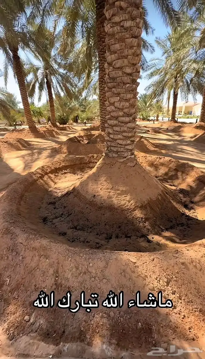 تنظيف نخل وغرس نخل 0