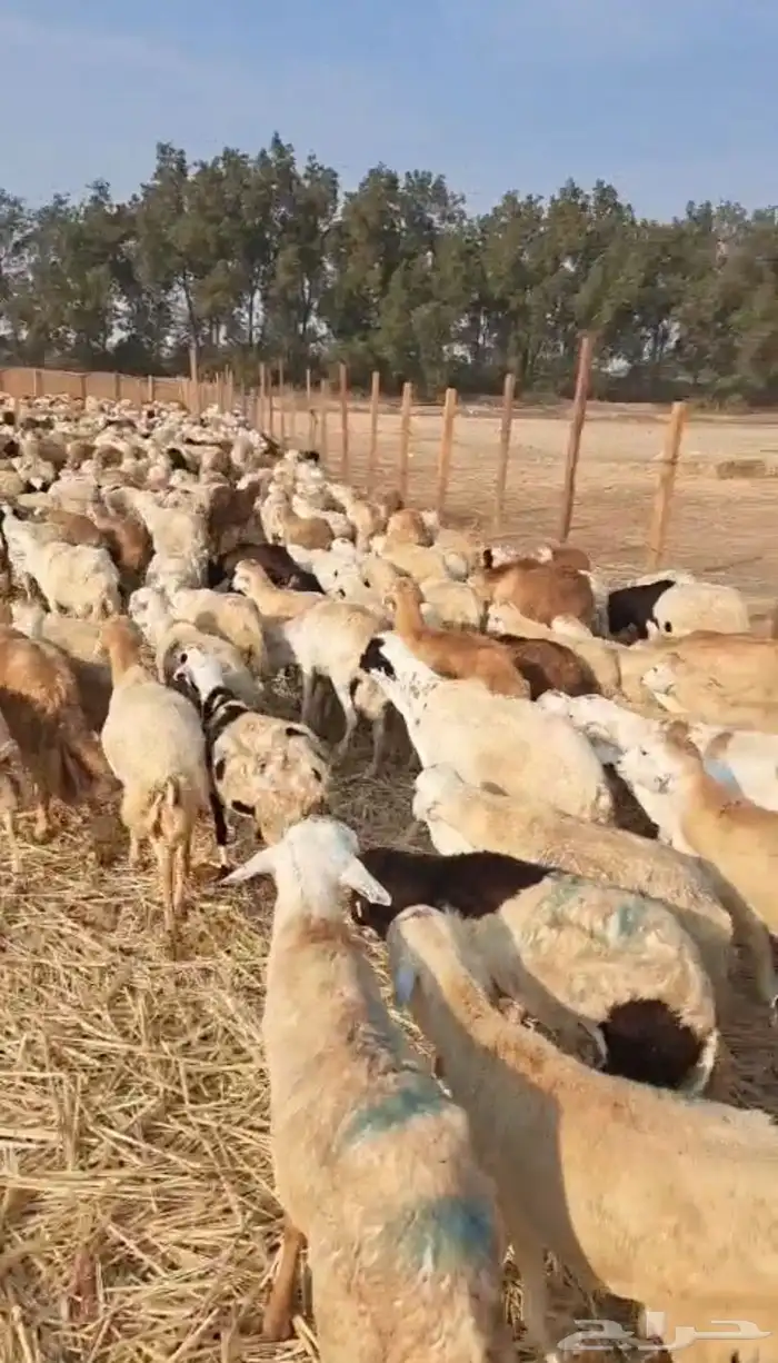 رفيدي جمله 4