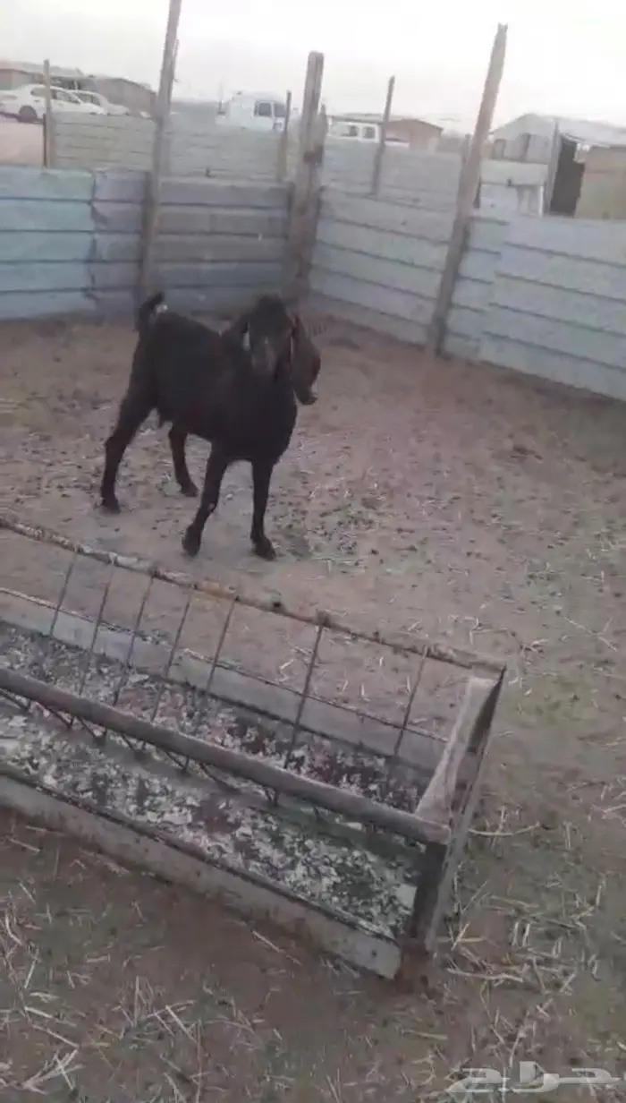 للبيع عنز حايل سديس 2