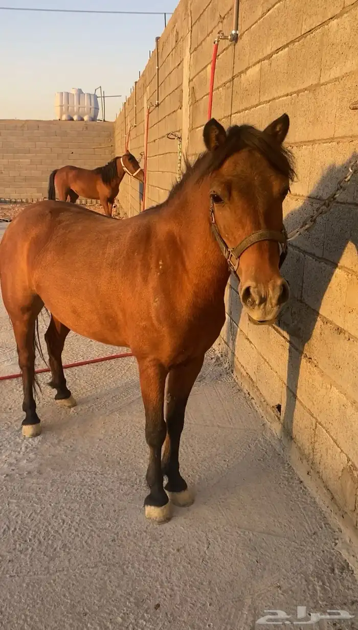 بونية معها مهرة للبيع 0