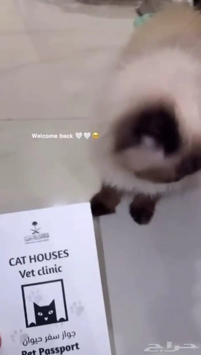 للبيع قطوه شيرازي العمر 8 شهور مطعمه ومعها شهادة 0