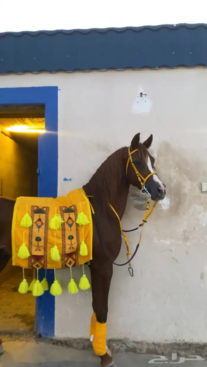 حصان عربي ورق 4