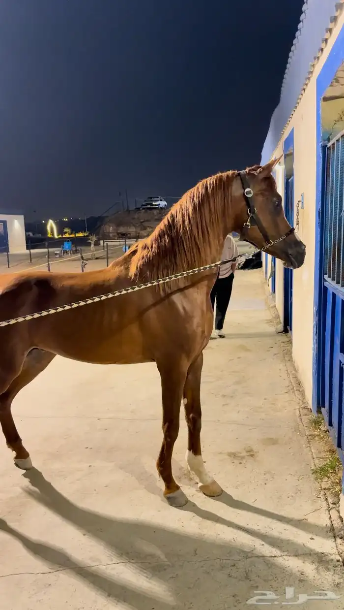 حصان عربي ورق 2