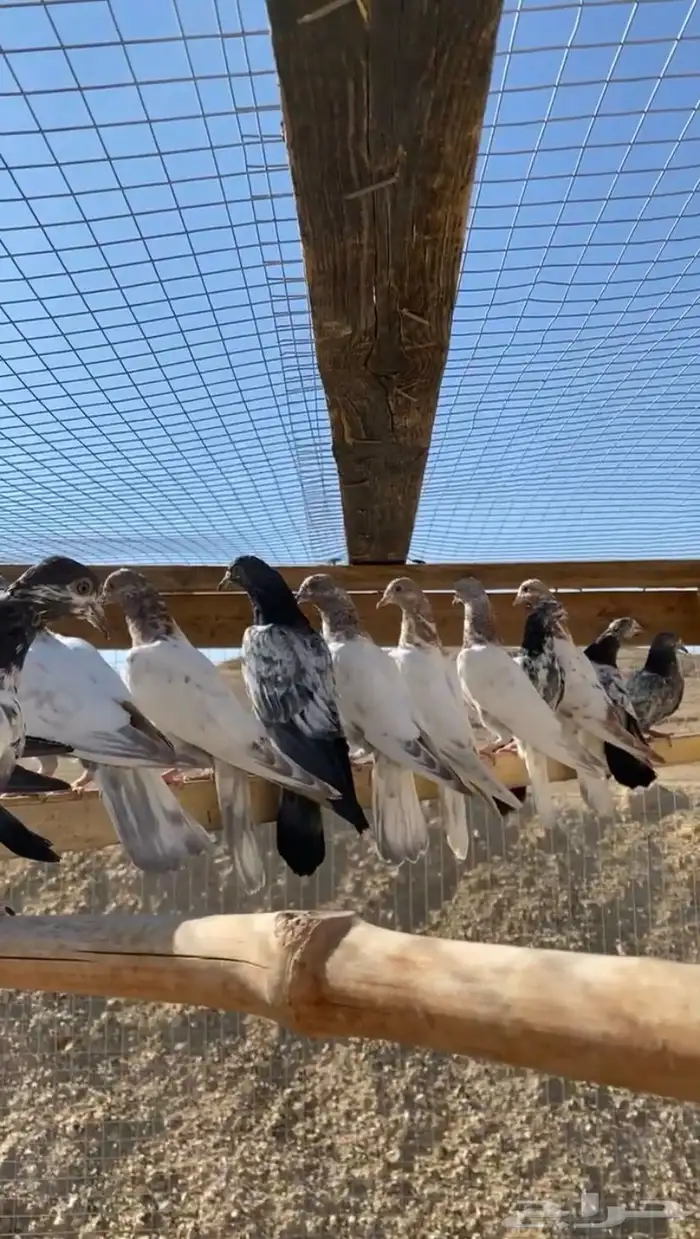 حمام باكستاني طبات لاكا وتيدي . 0