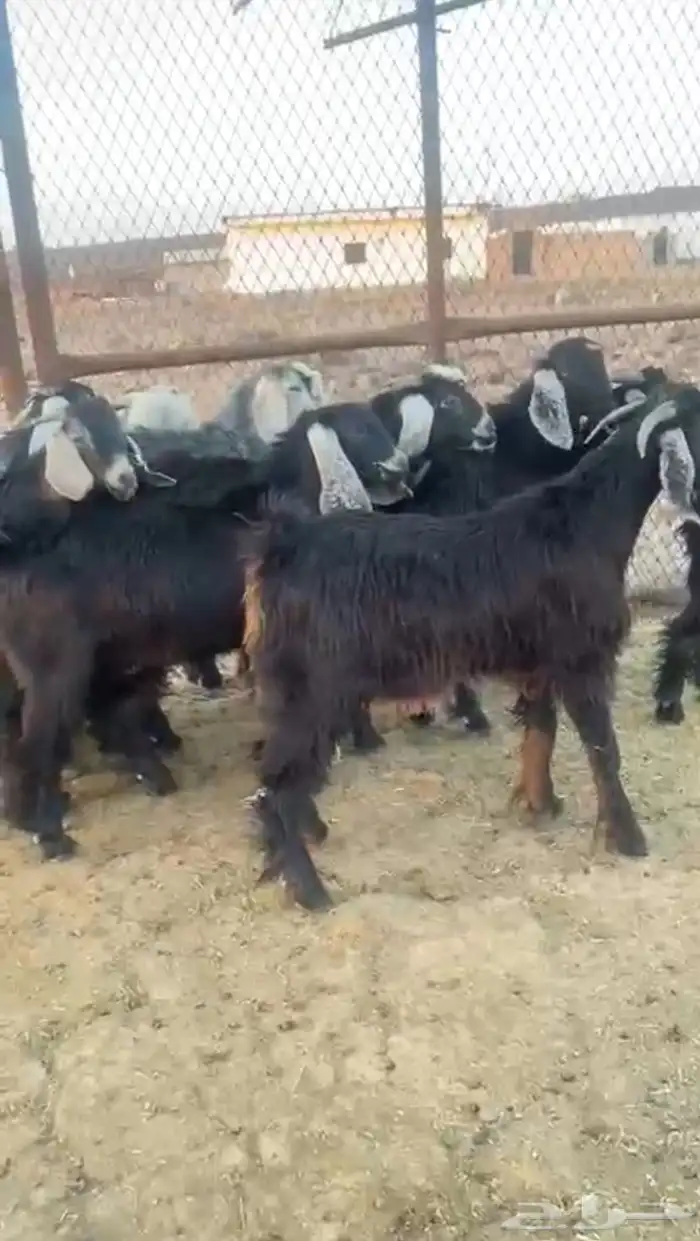 تيوس عارضي ذبايح مقفله شحم 1