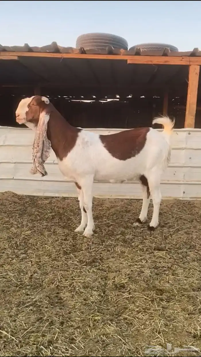 عنز دافع هولندية حجازية خصم الخصم 0