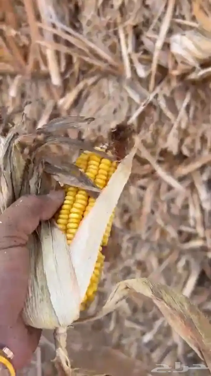 قصب الذرة الشامية 0