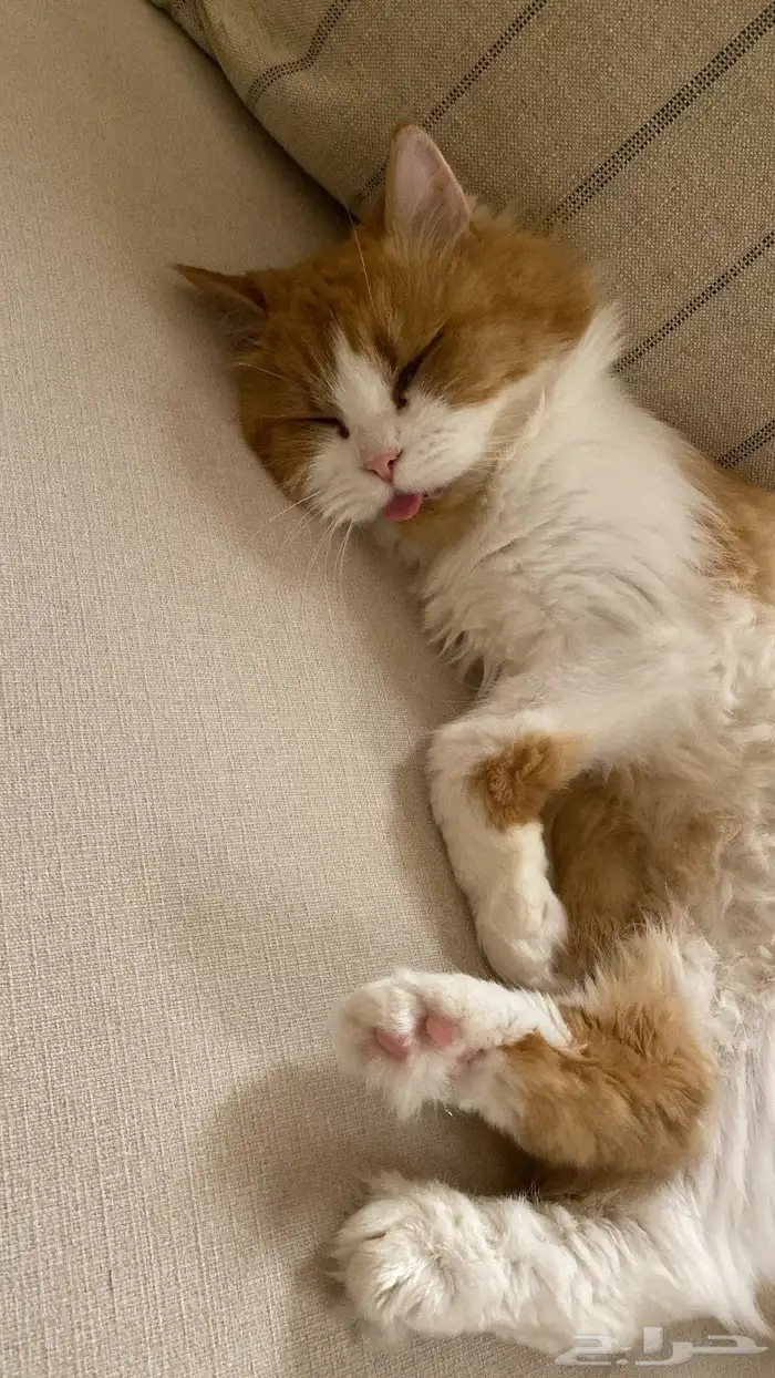 قطة شيرازي امريكي انثى للتبني 1