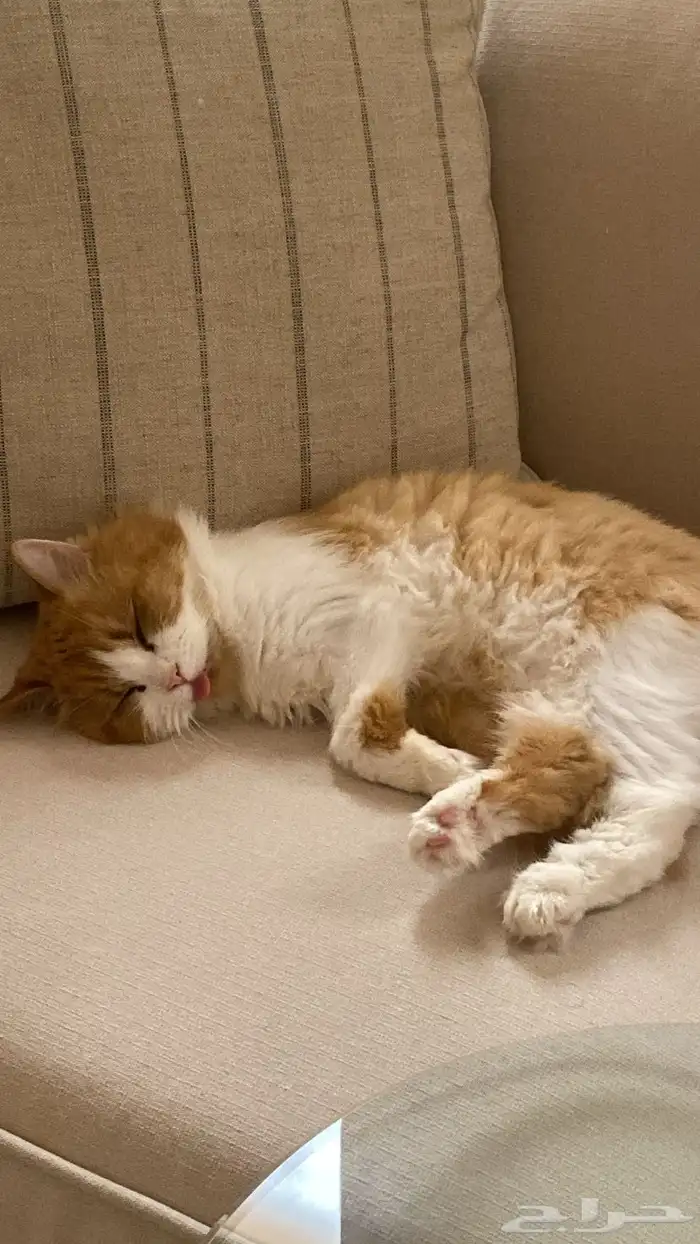 قطة شيرازي امريكي انثى للتبني 0