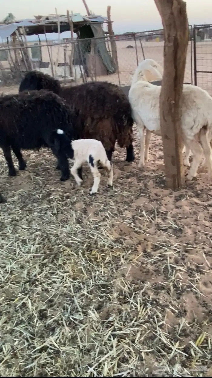 نعاج موليد 0