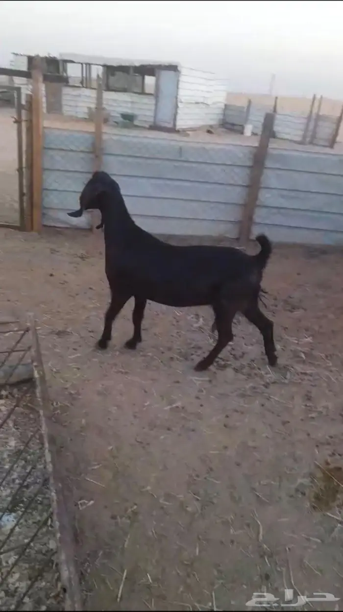 للبيع عنز حايل سديس 1