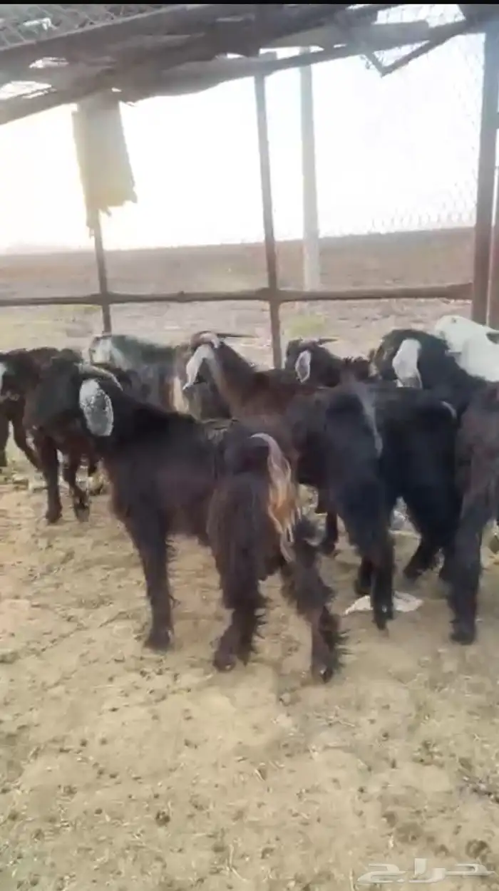 تيوس عارضي ذبايح مقفله شحم 2