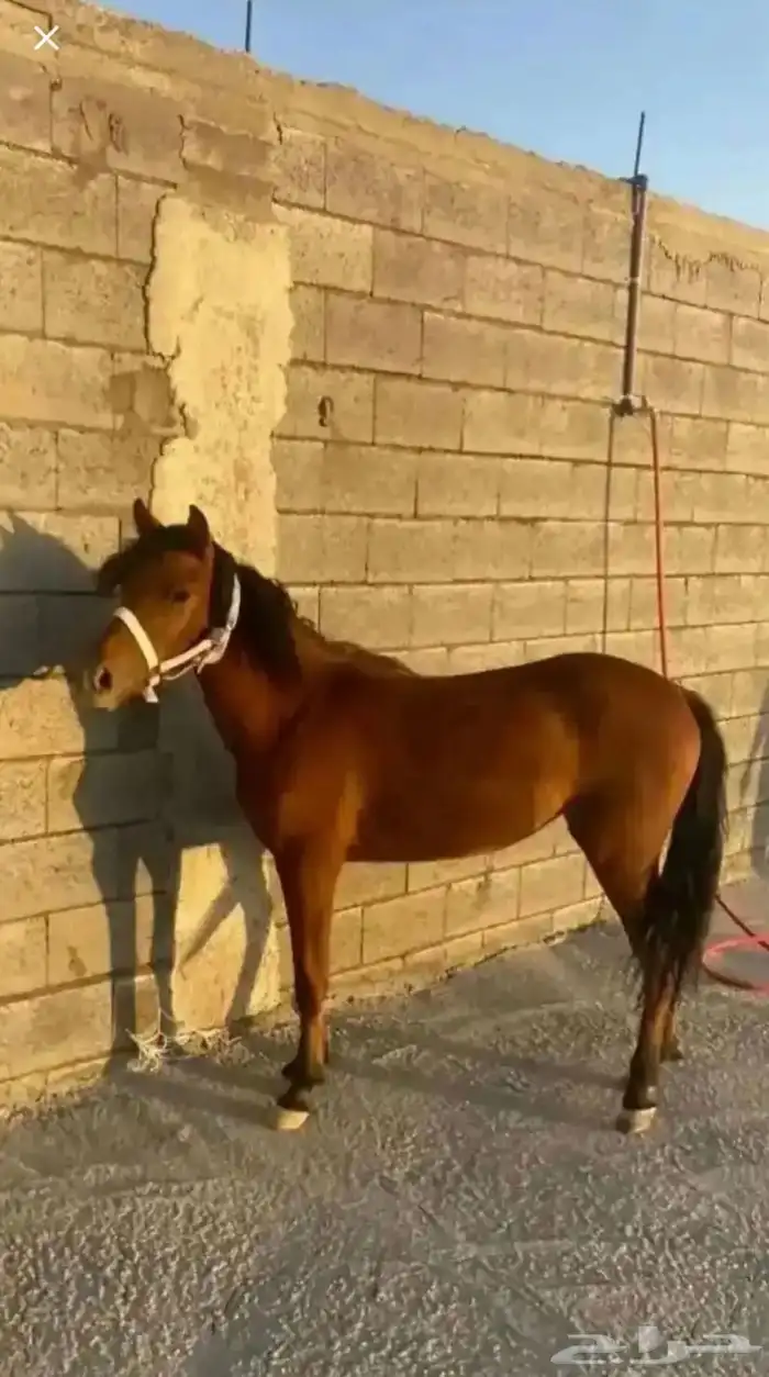 بونية معها مهرة للبيع 1