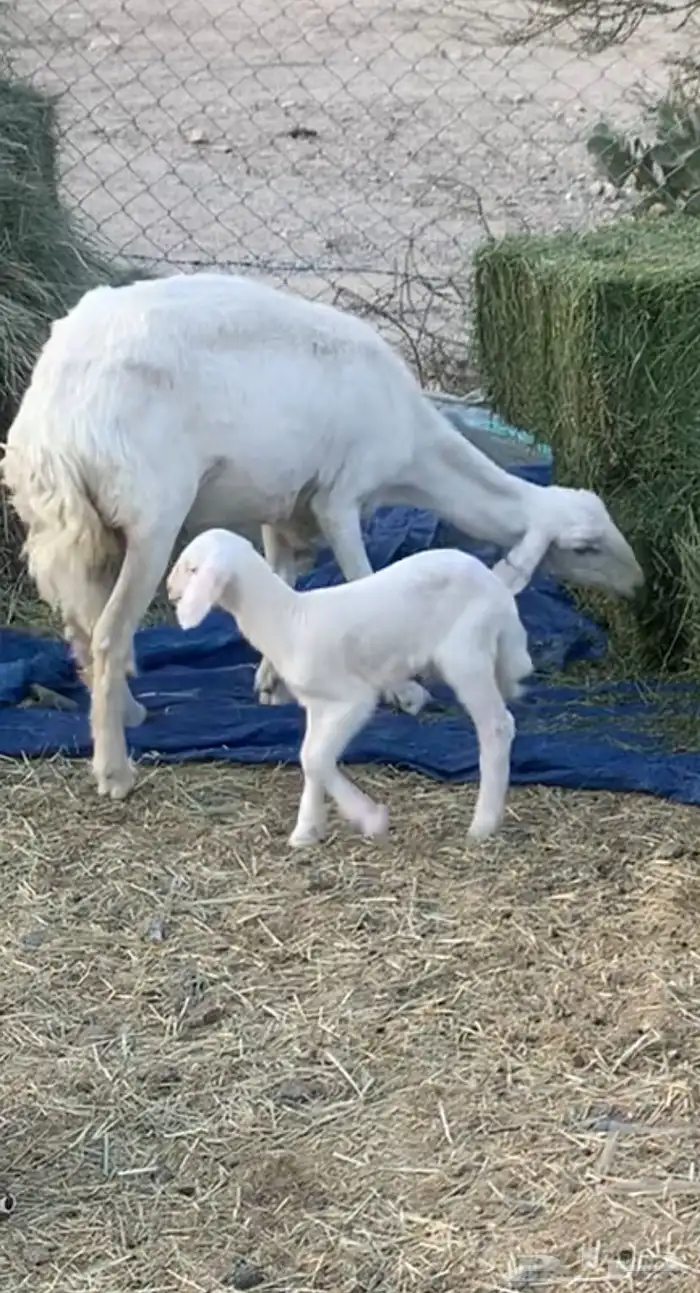 شاه عليها خروف 1