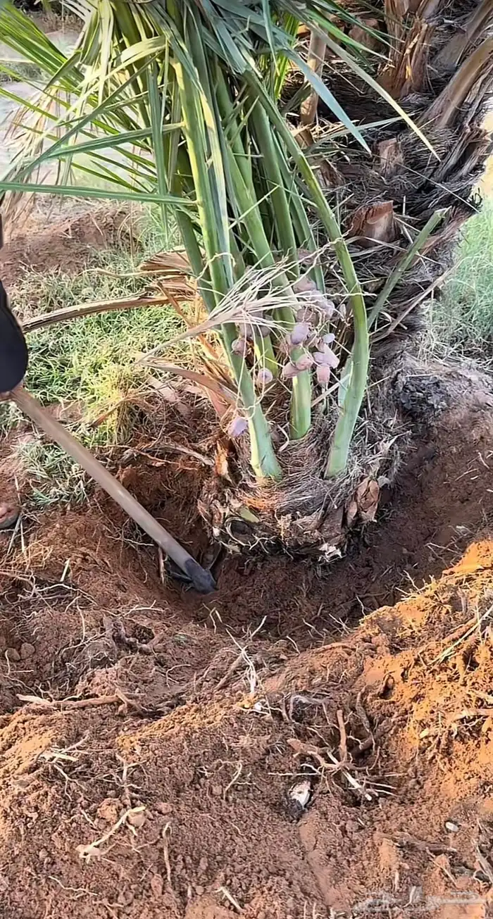 تنظيف نخل وغرس نخل 2