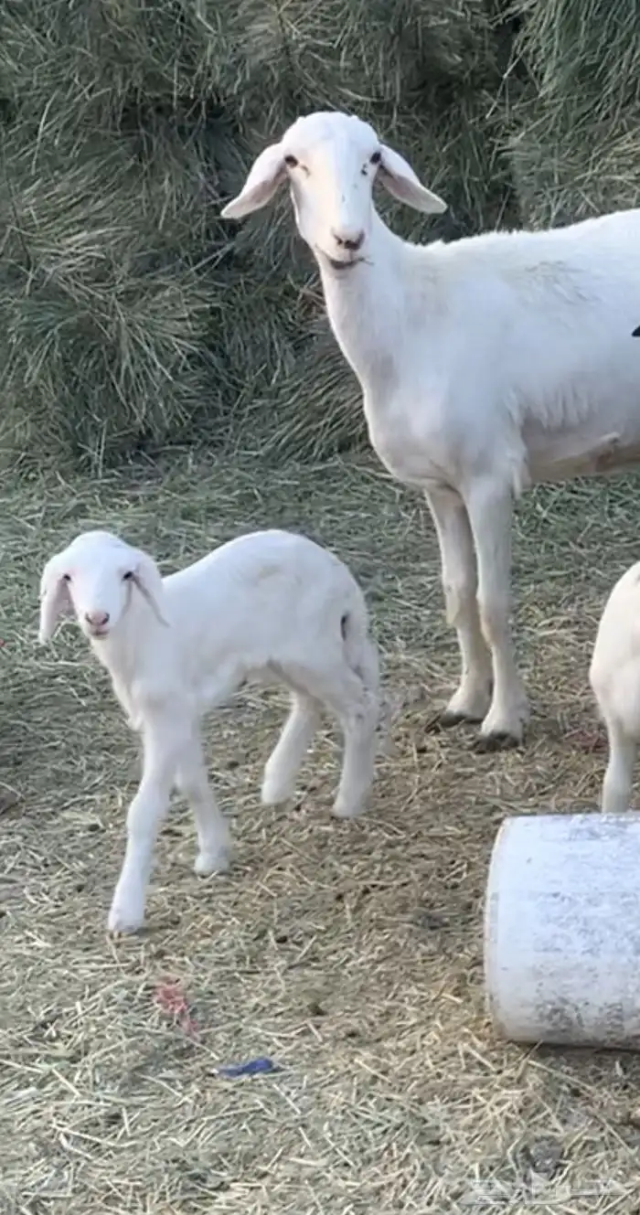 شاه عليها خروف 0