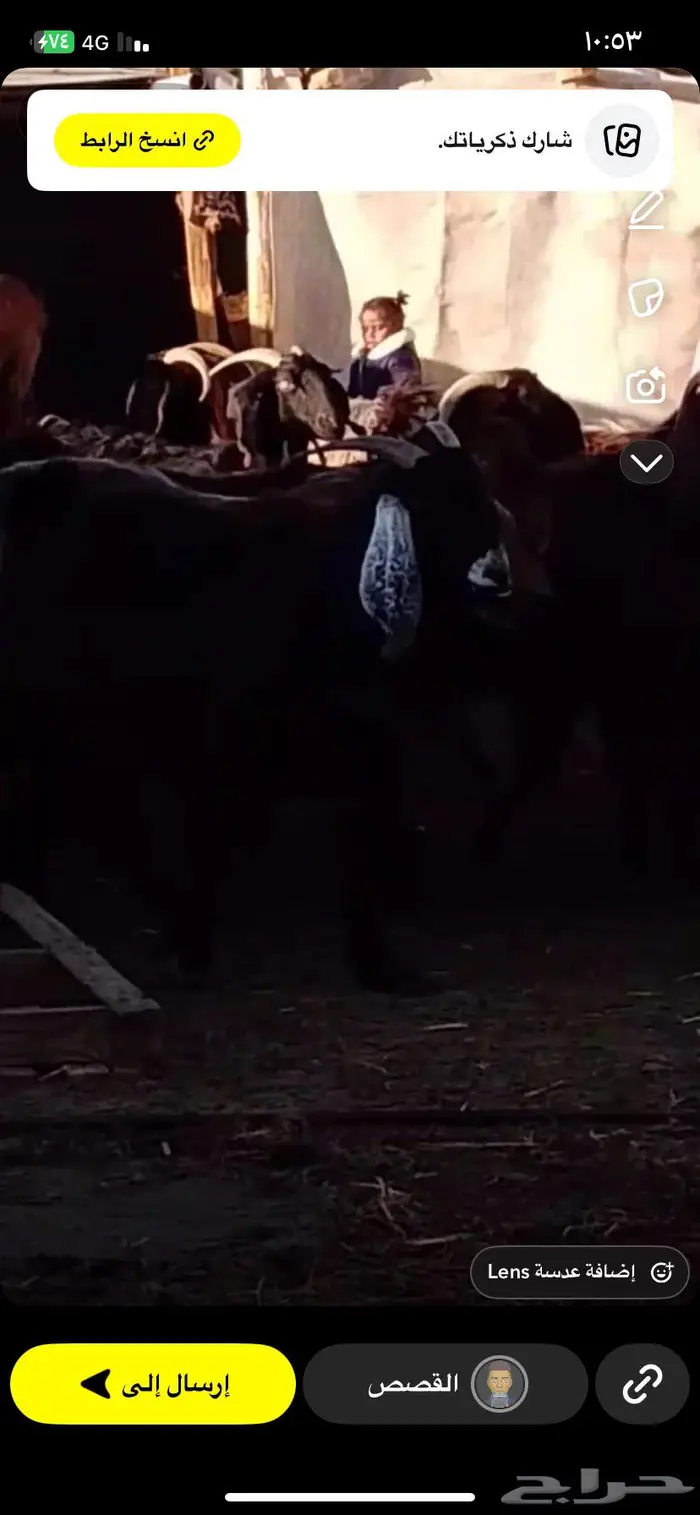 غنم مسروقه دمج خلف الوافر 0