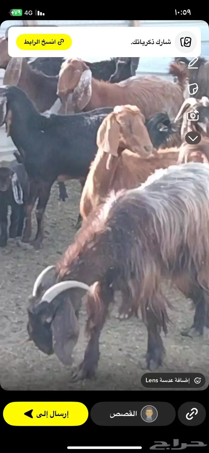 غنم مسروقه دمج خلف الوافر 4