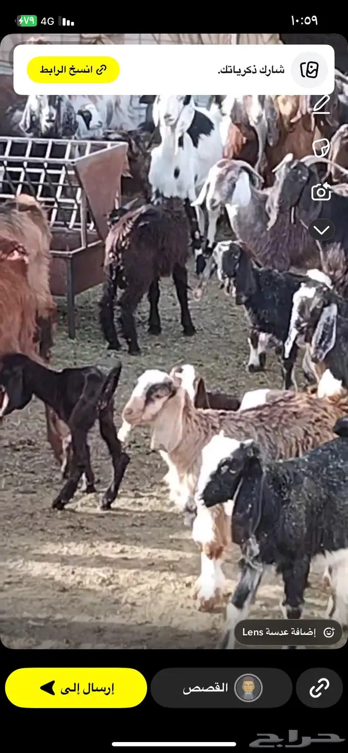 غنم مسروقه دمج خلف الوافر 3