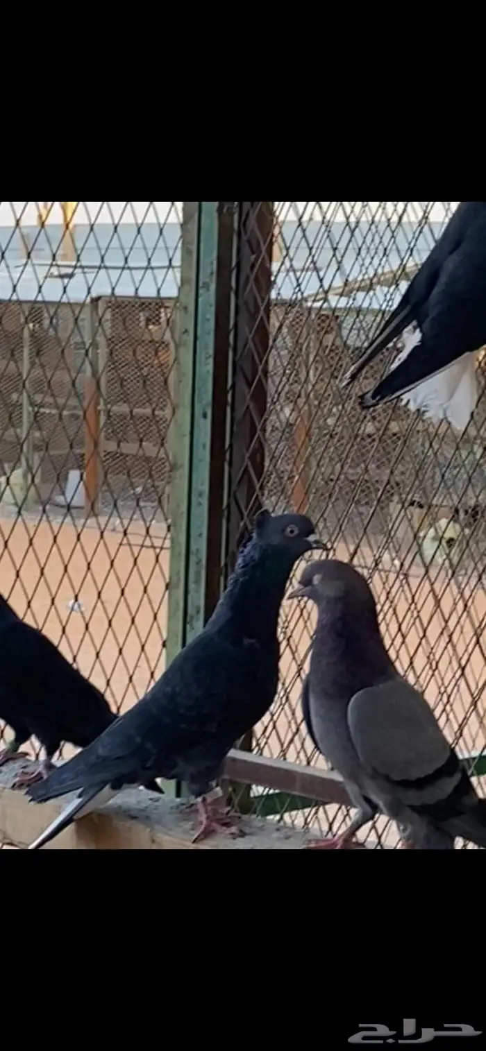 قطايف ذكور وانث وحده. الخرج 4