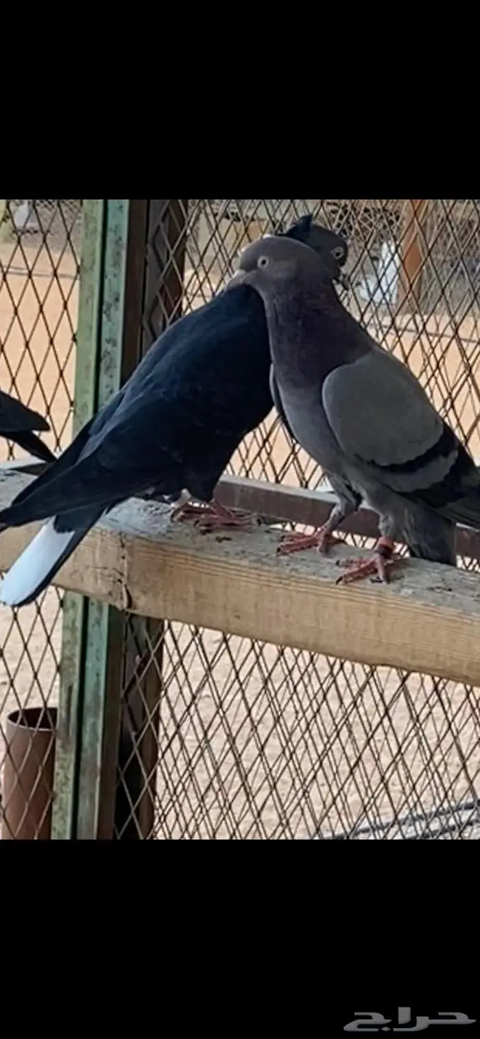 قطايف ذكور وانث وحده. الخرج 1