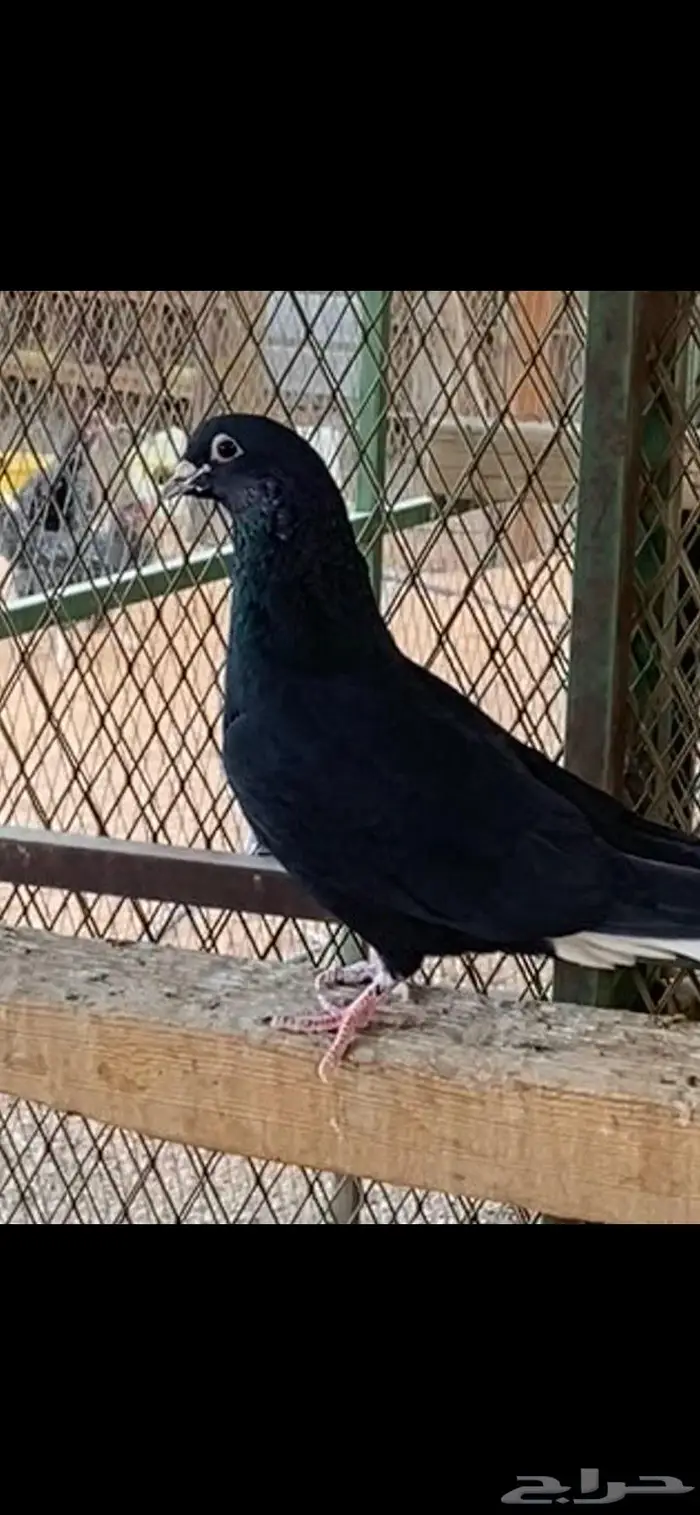 قطايف ذكور وانث وحده. الخرج 2