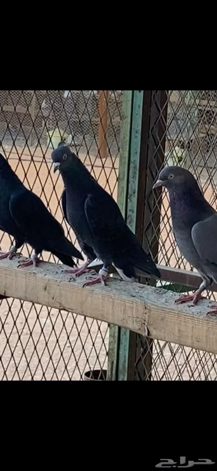 قطايف ذكور وانث وحده. الخرج 0