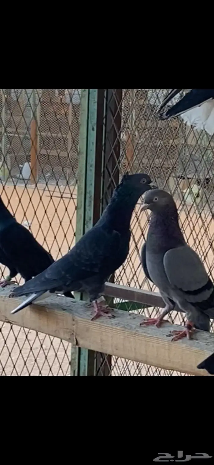 قطايف ذكور وانث وحده. الخرج 3