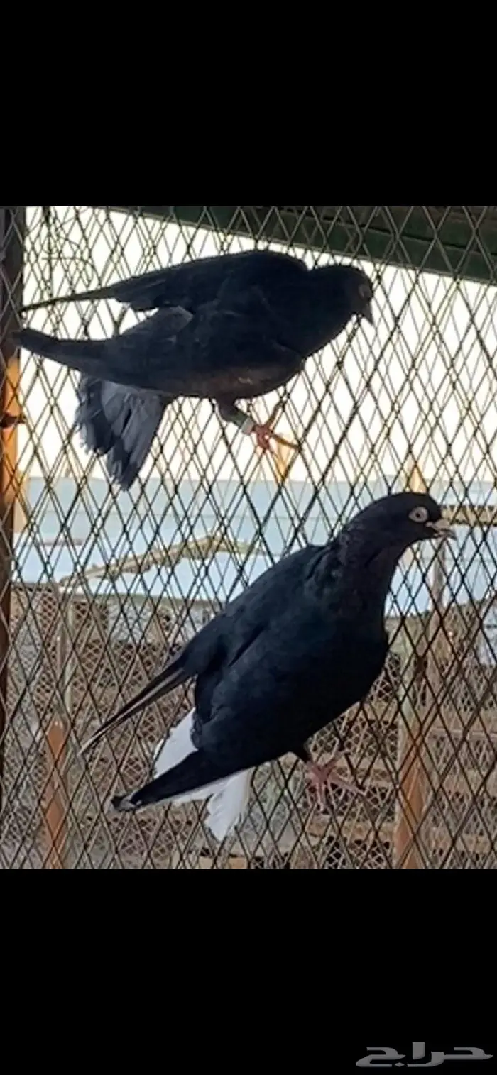 قطايف ذكور وانث وحده. الخرج 8