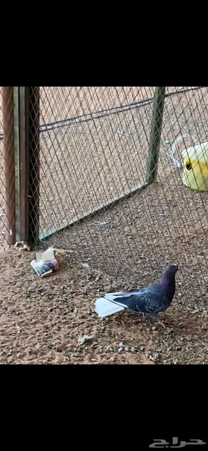 قطايف ذكور وانث وحده. الخرج 7