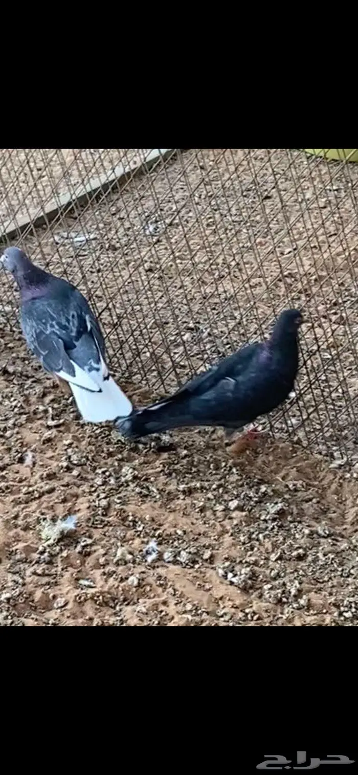 قطايف ذكور وانث وحده. الخرج 5