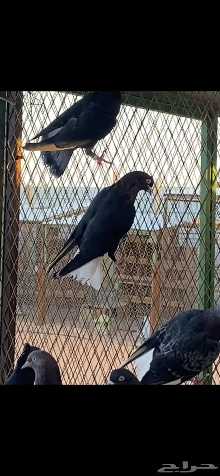 قطايف ذكور وانث وحده. الخرج 11