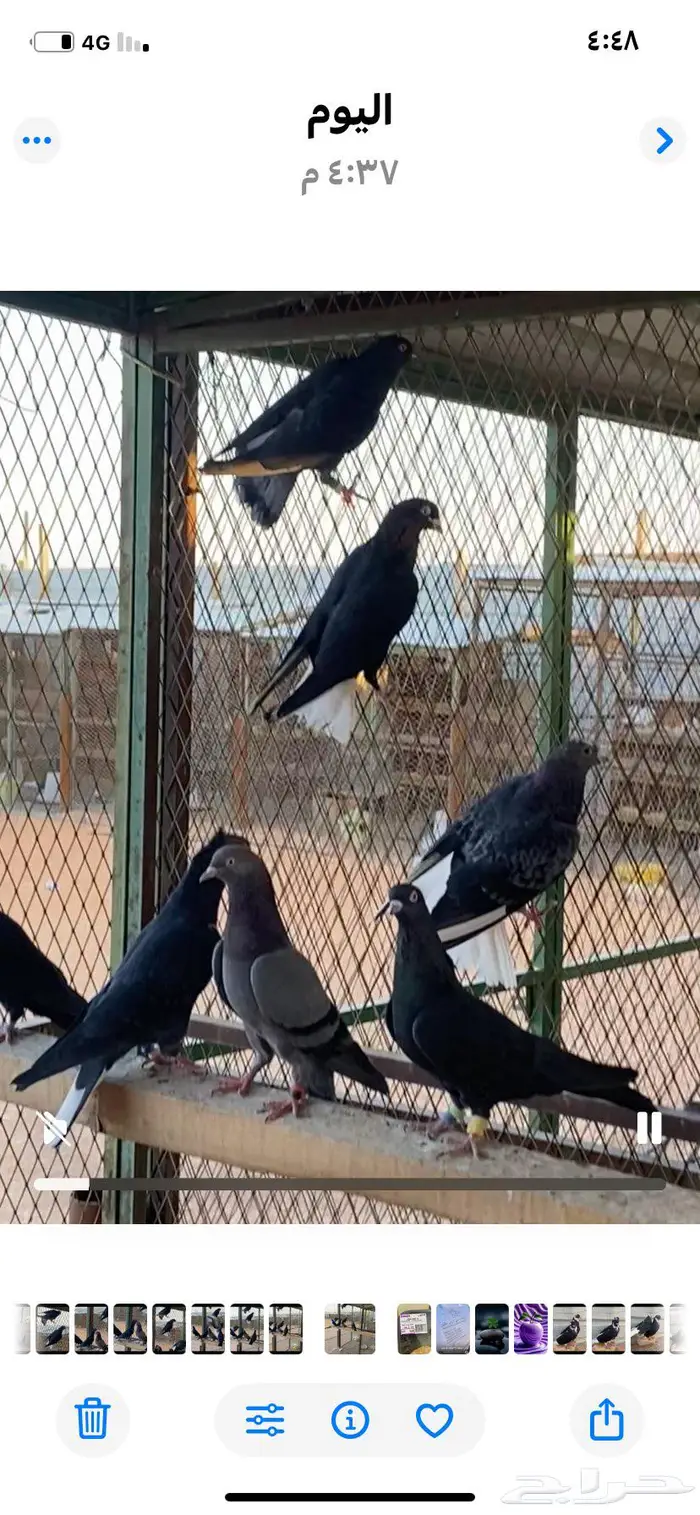 قطايف ذكور وانث وحده. الخرج 6