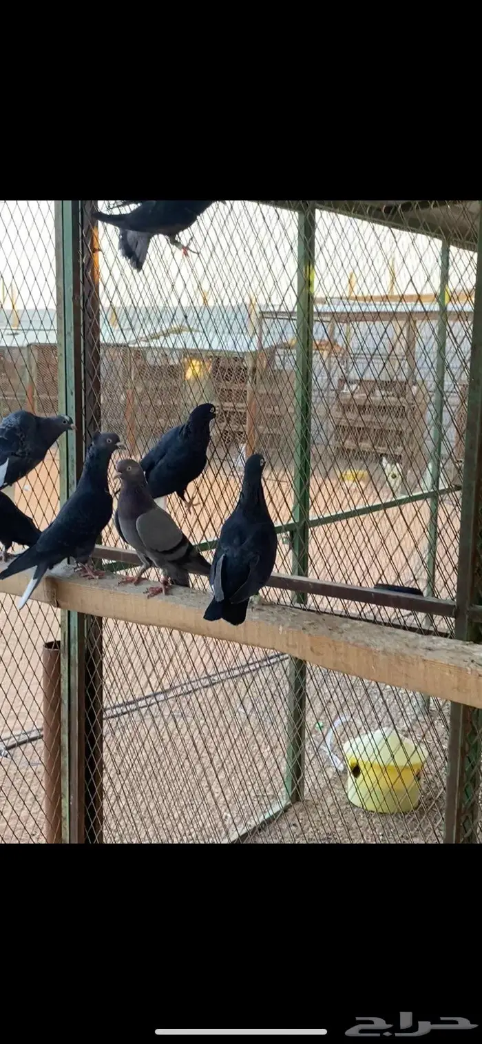 قطايف ذكور وانث وحده. الخرج 12