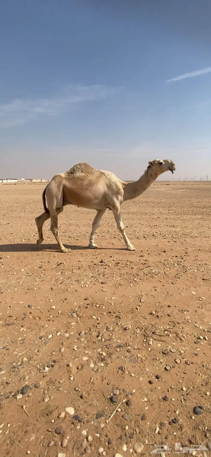 قعود باتلي على بعير ابن دلمخ 2