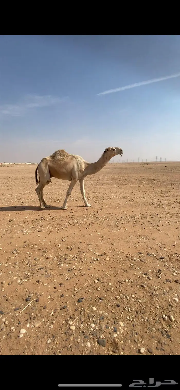 قعود باتلي على بعير ابن دلمخ 3