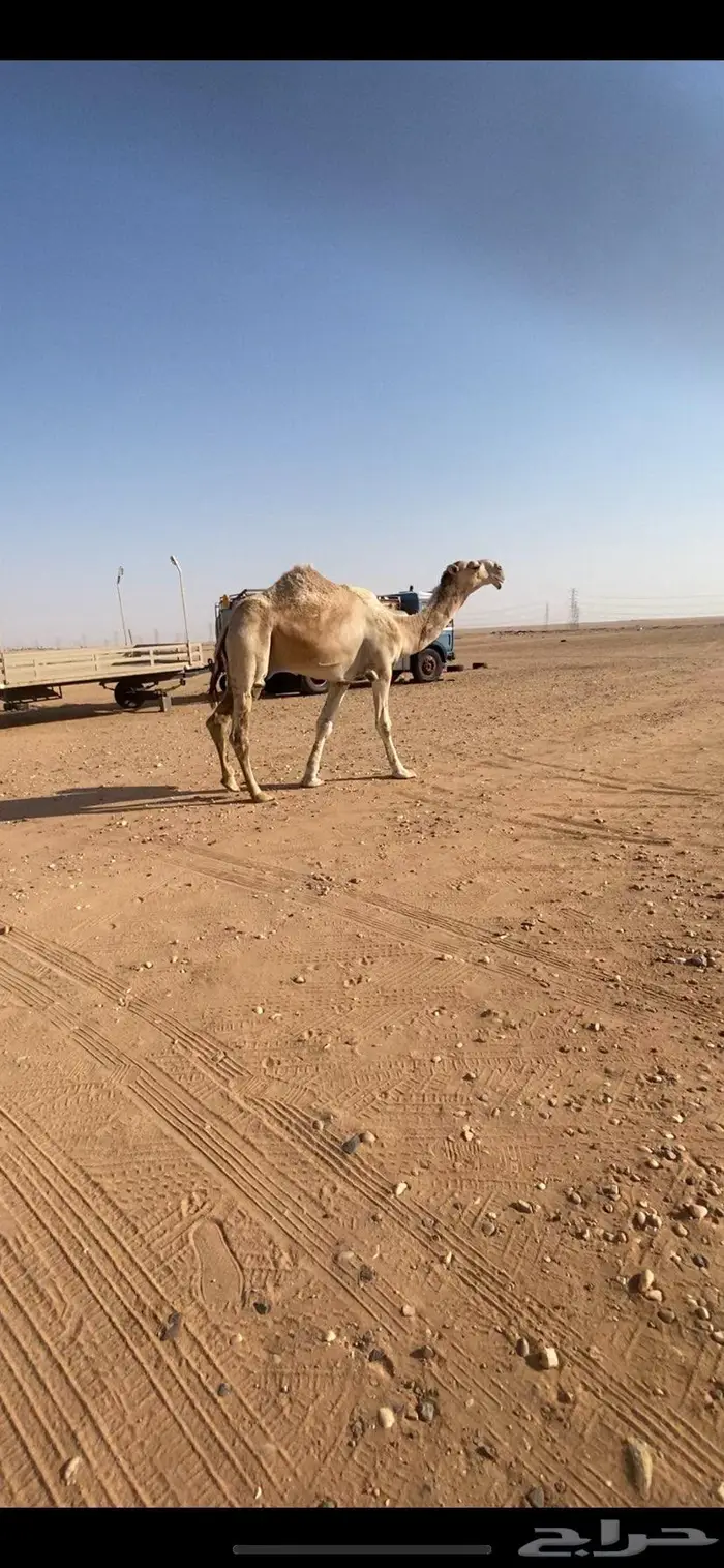 قعود باتلي على بعير ابن دلمخ 4