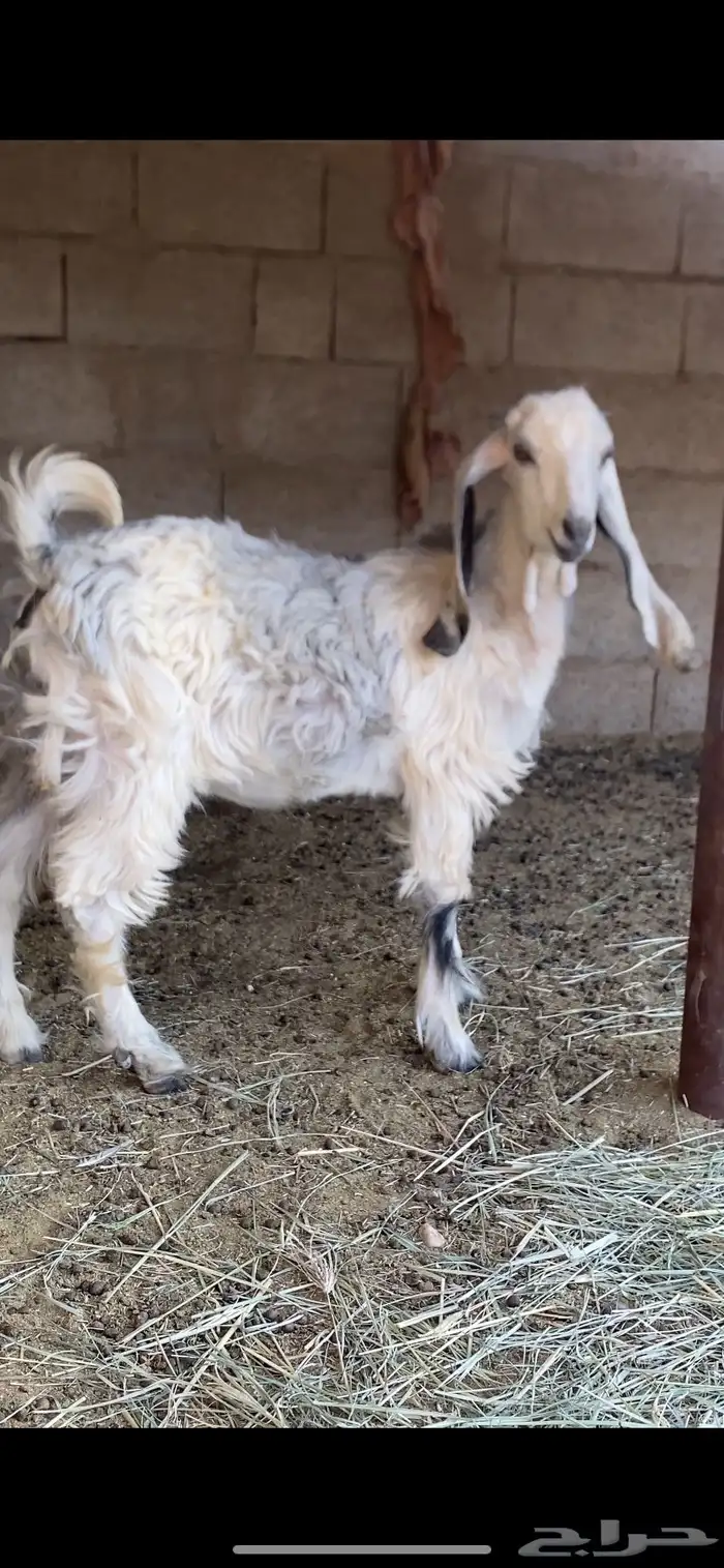 جفره للبيع 0