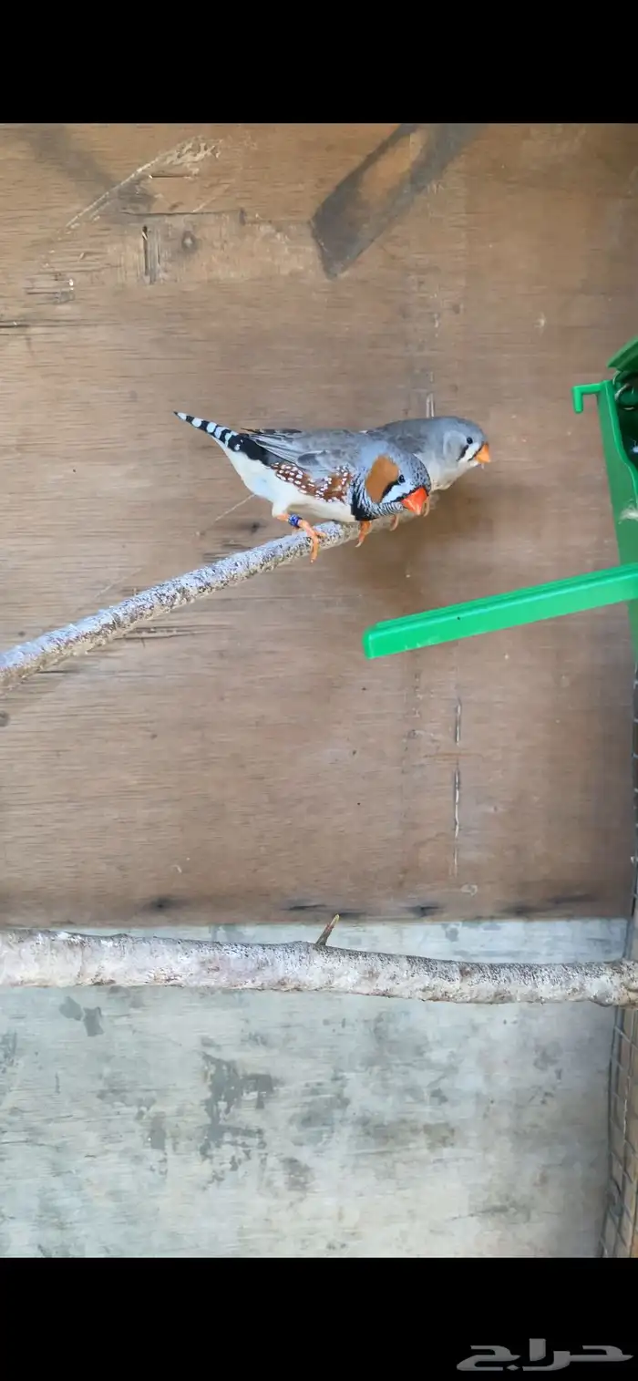 جوز زيبرا هولندي 0