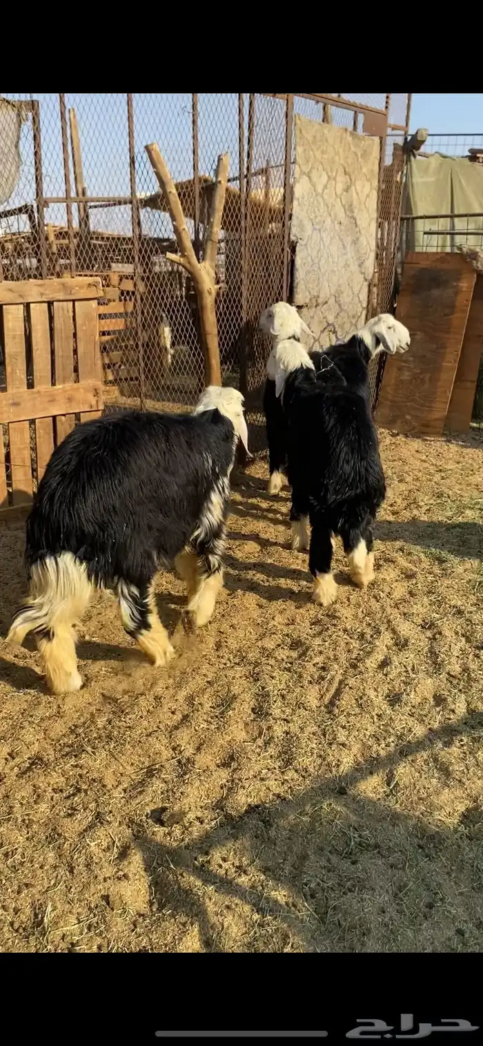 5 طليان نجد 0