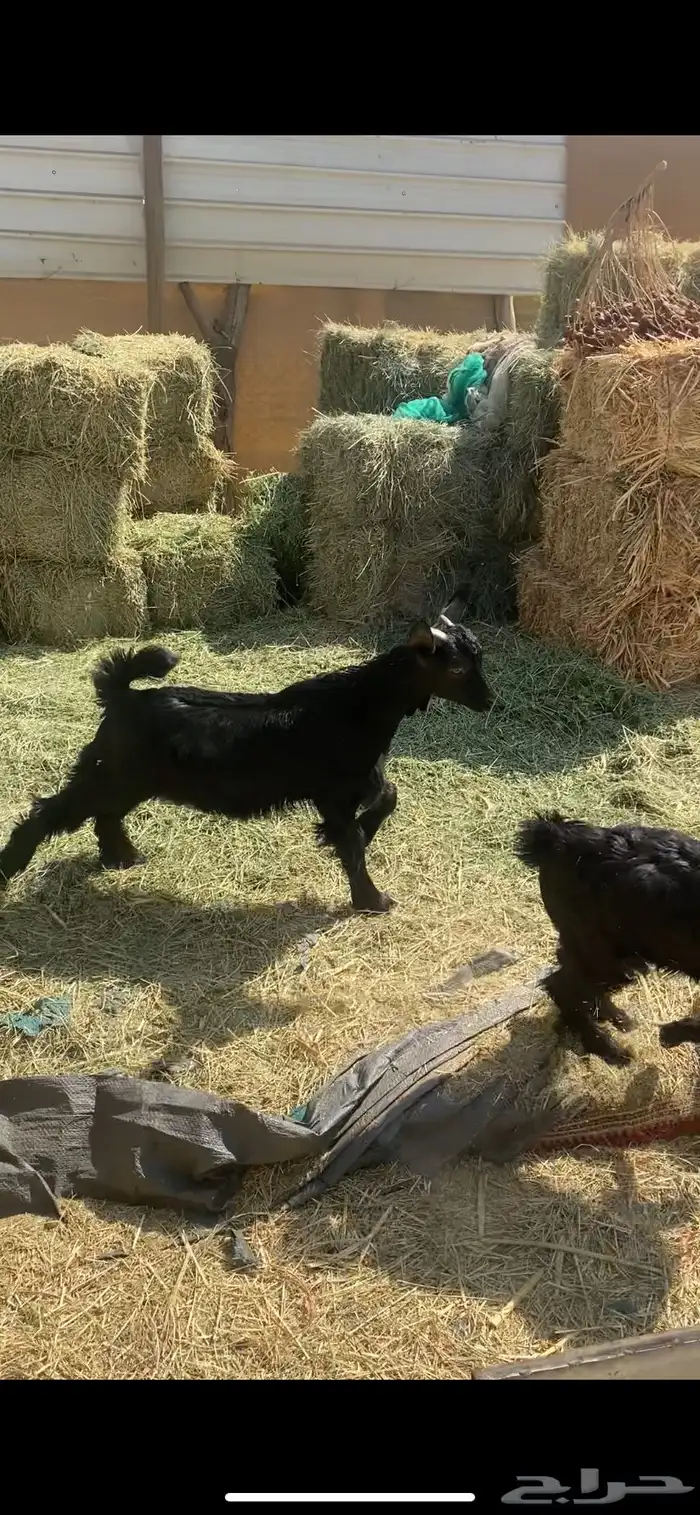 شاه بيهيم عليها تيس وعناق ودافع سنعها رباع مقشع سديس مشروطه 4