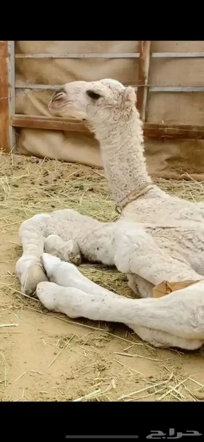 ناقه عفراء لقحه ملاقي قريب ولاد 5