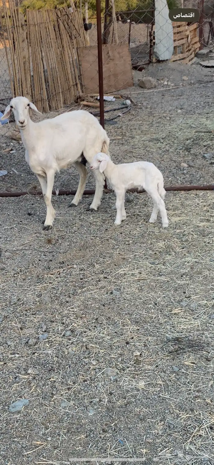 شاه عليها خروف 2