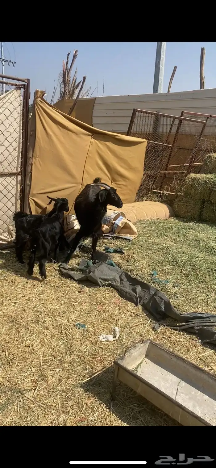 شاه بيهيم عليها تيس وعناق ودافع سنعها رباع مقشع سديس مشروطه 1