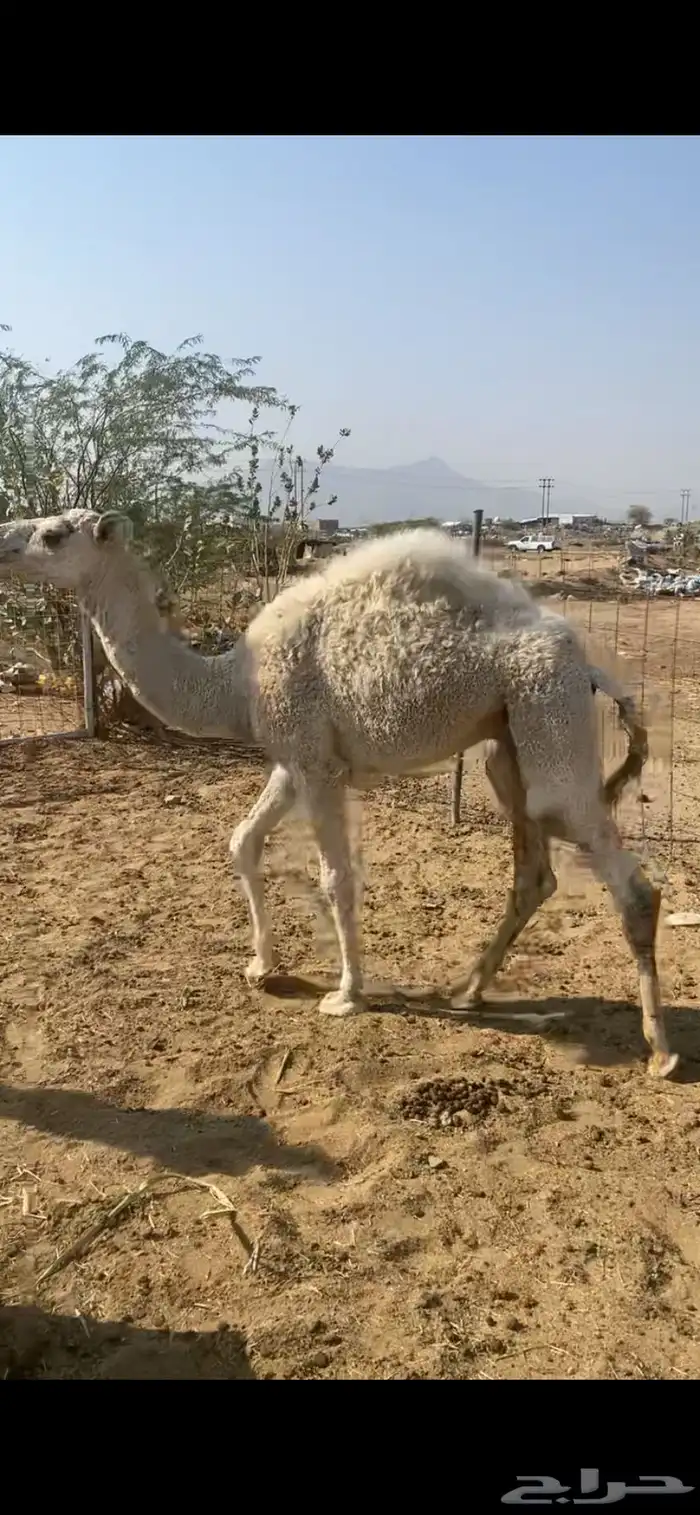 قعودين وبكره 2