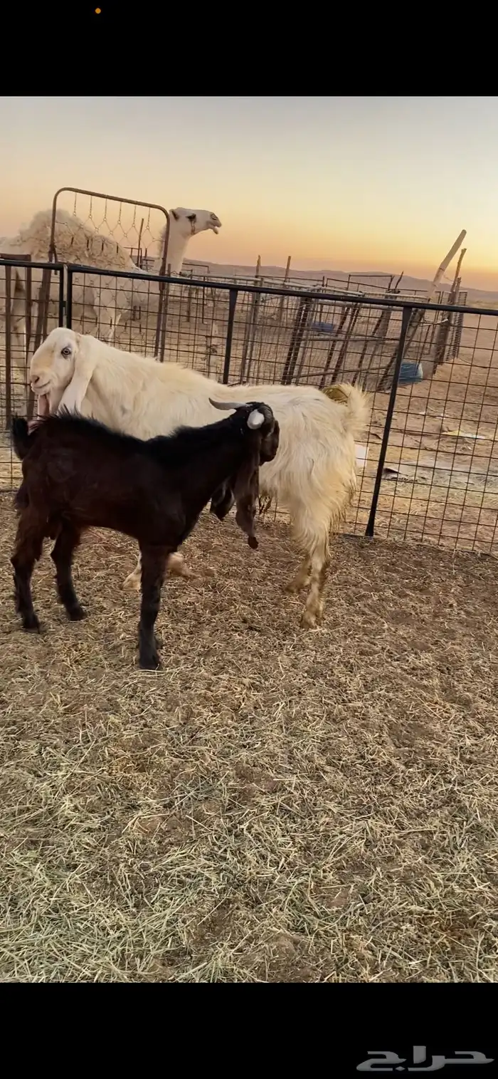 تيوس وحد جذع والثاني سديس 0