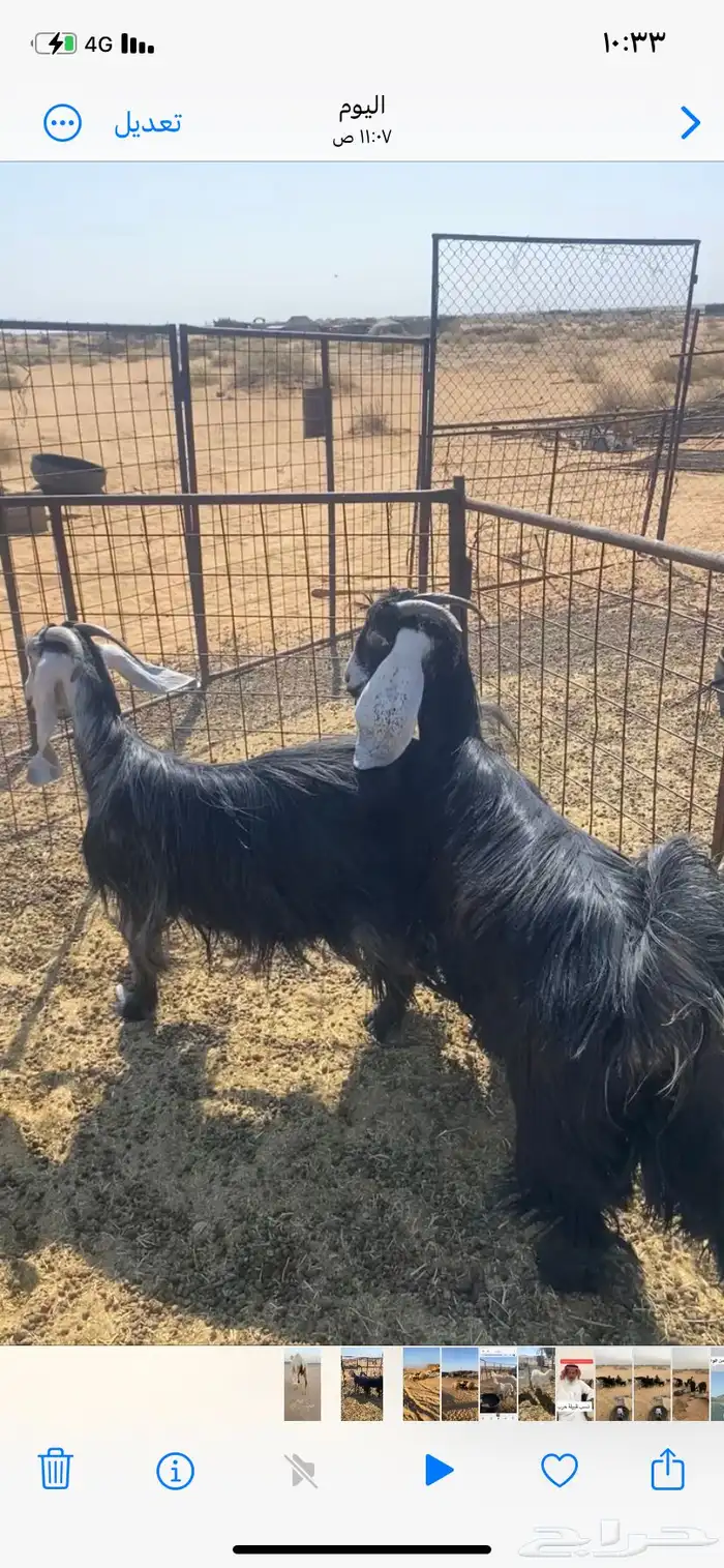 جفرات. حيل وحده جذعه. والثانيه رباع 0