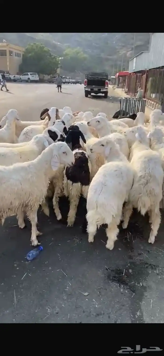 طليان حرية ذبائح ثلاجة 2