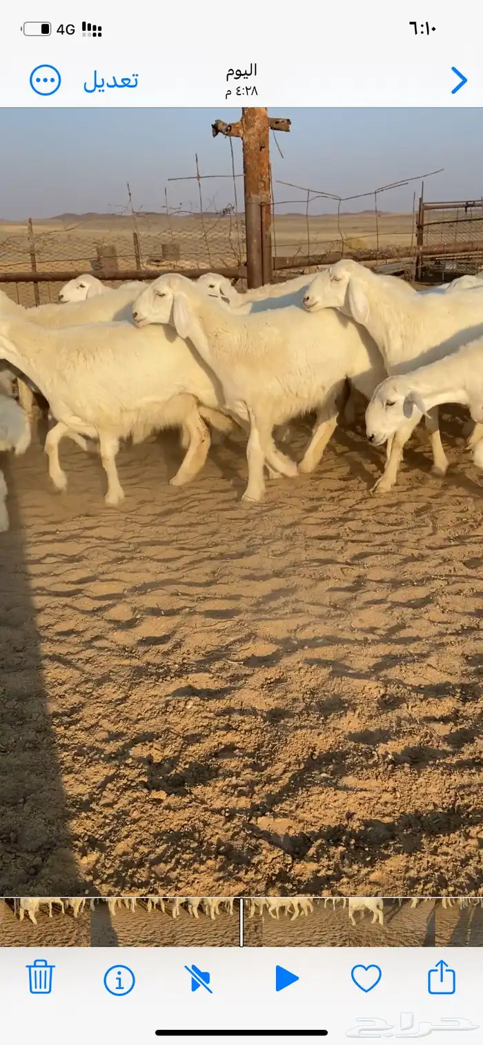 غنم صنف مقاني 6